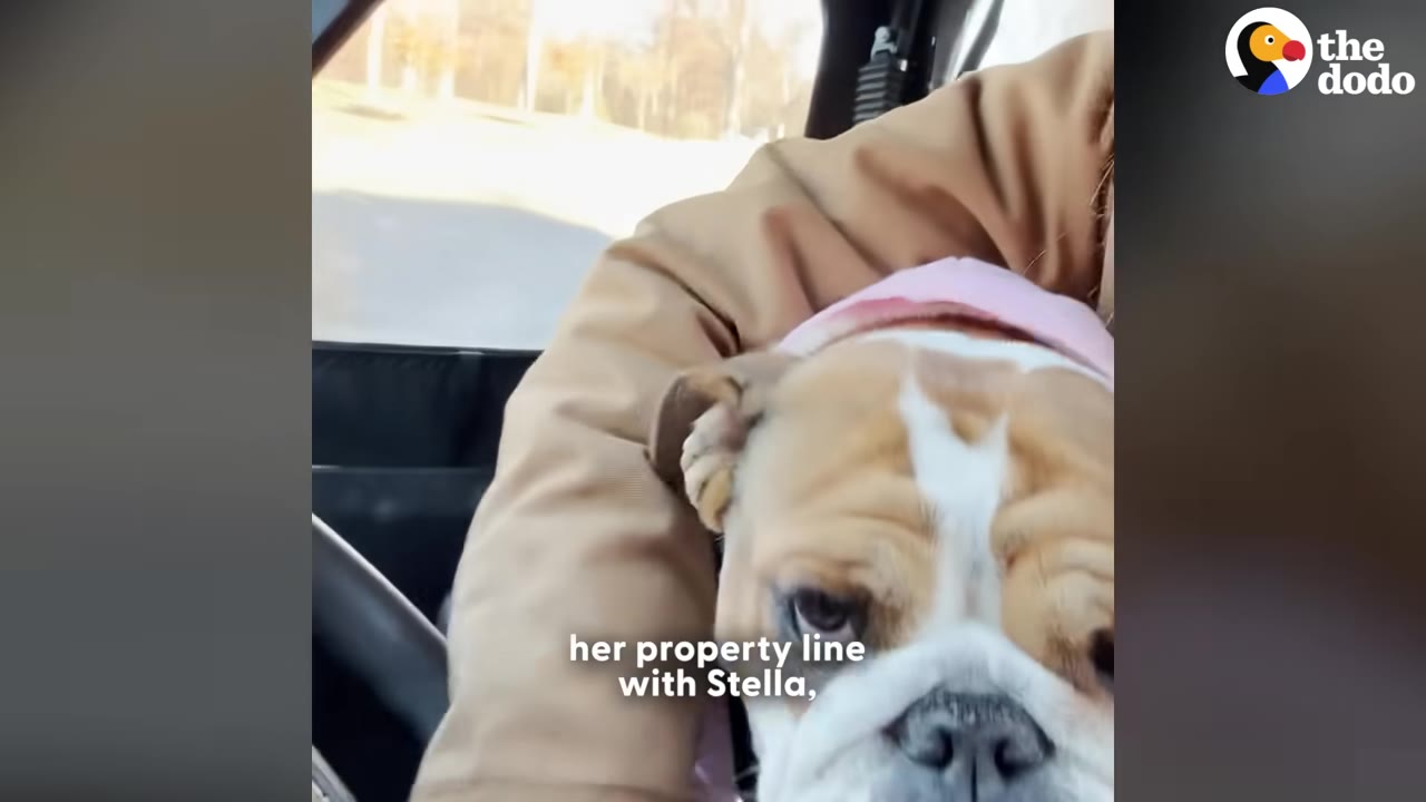 A close-up of a brown and white bulldog named Stella sitting inside a vehicle next to her owner, who has an arm wrapped around her.