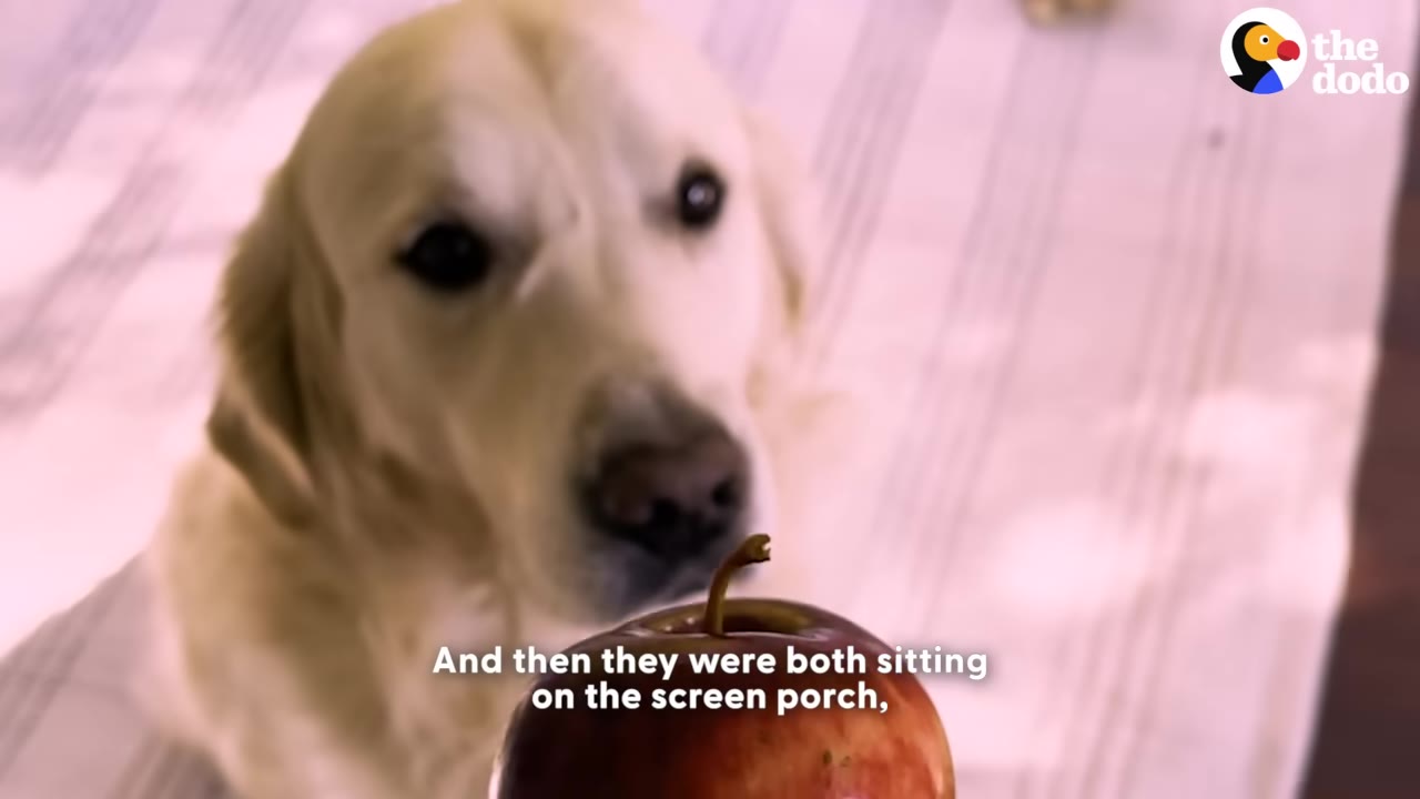 A golden retriever sits on a porch, looking intently at a red apple placed in the foreground.