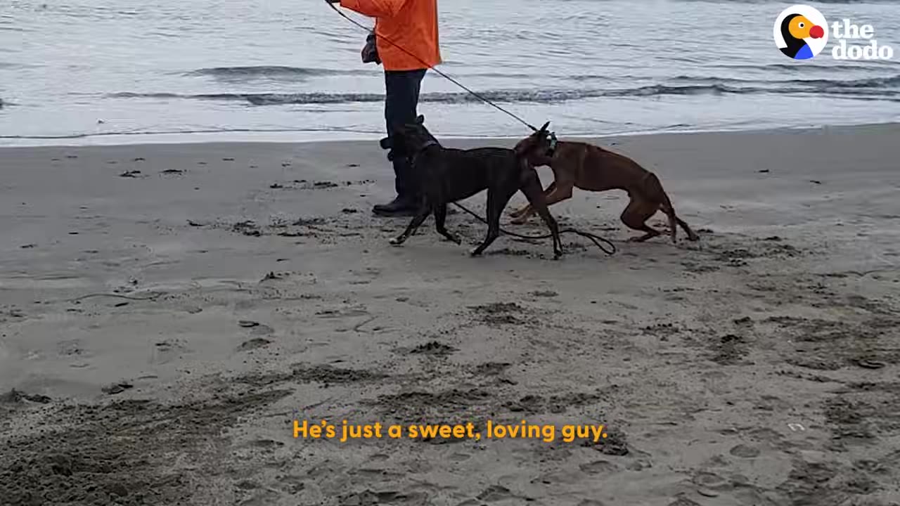 A brown dog and a black dog play together on a sandy beach near the ocean while a person holds a leash.
