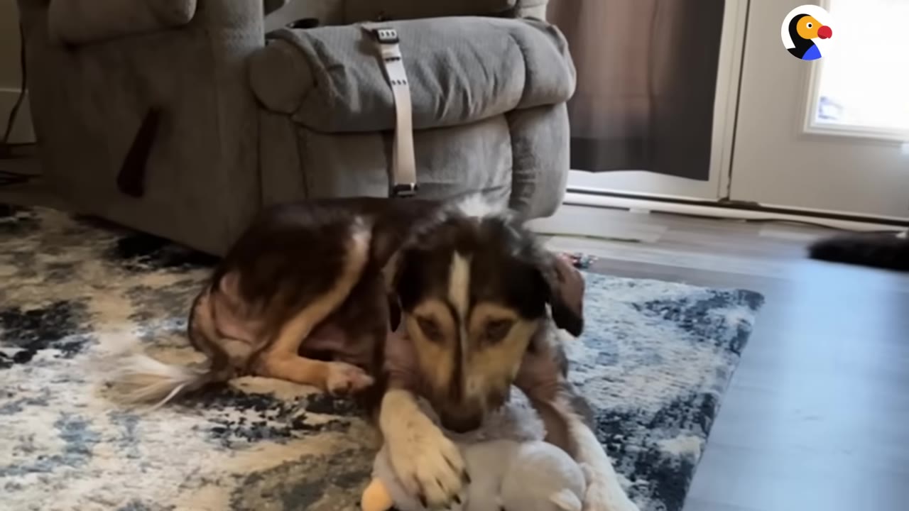 A brown and white dog with patchy fur lies on a patterned rug, holding a plush toy with its paws.