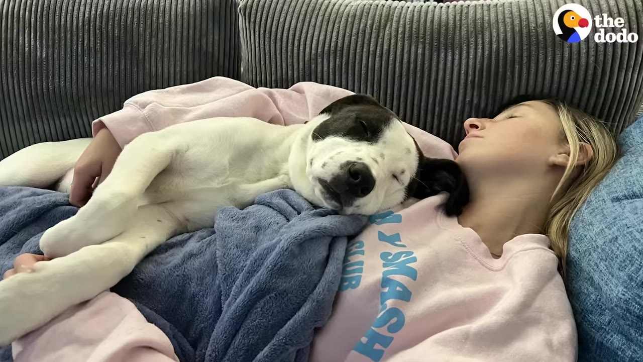 A black and white puppy sleeps peacefully on a person's chest while they lie together on a couch.