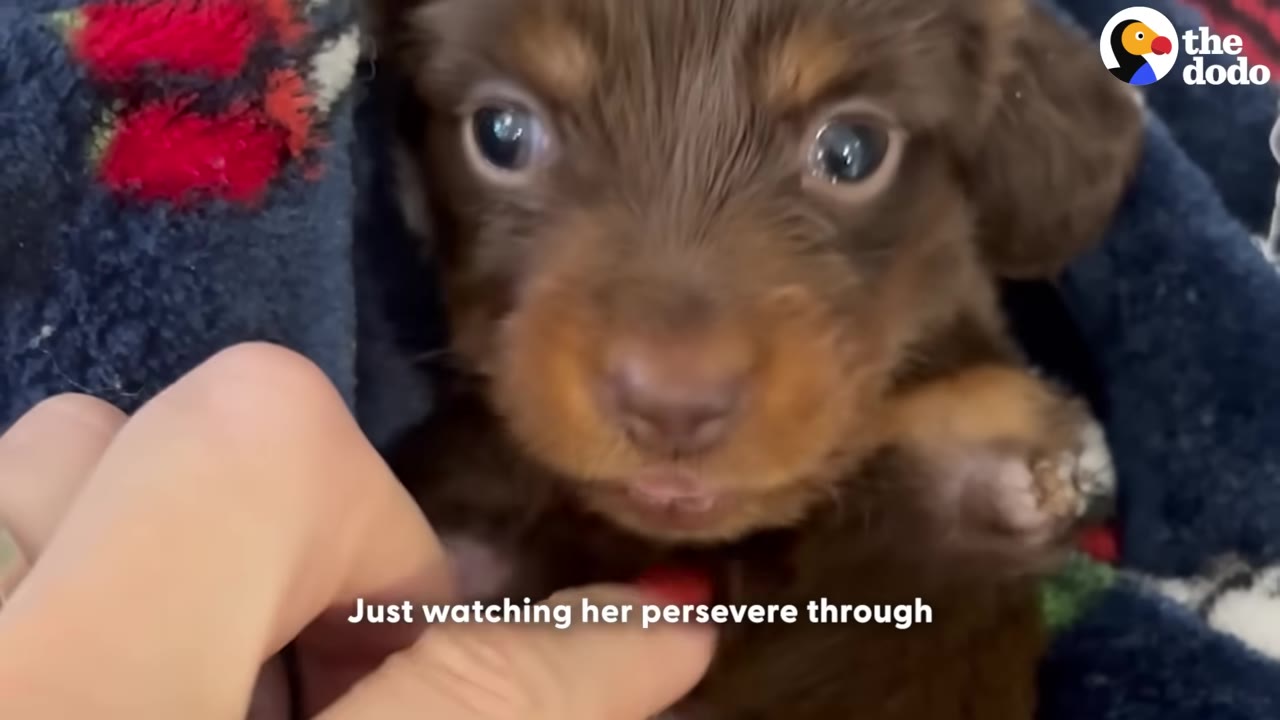 A close-up of a small brown puppy looking directly at the camera while being gently petted by a hand.