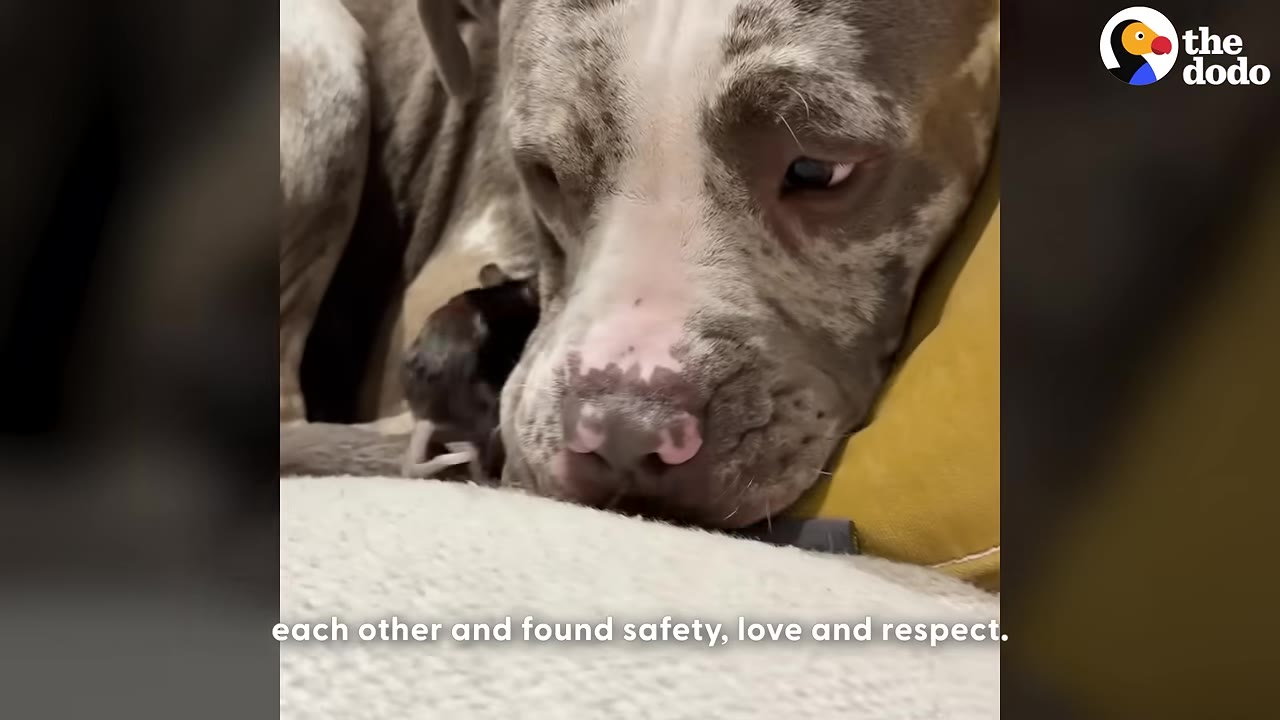 A close-up shot of a large, brindle-and-white dog resting its head on a yellow cushion while a tiny dark mouse stands close to its snout.
