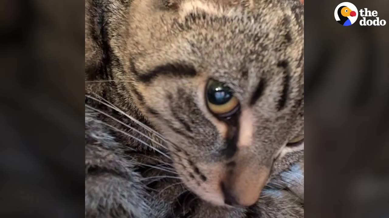 A close-up shot of a tabby cat's face, showing its eye and striped fur.