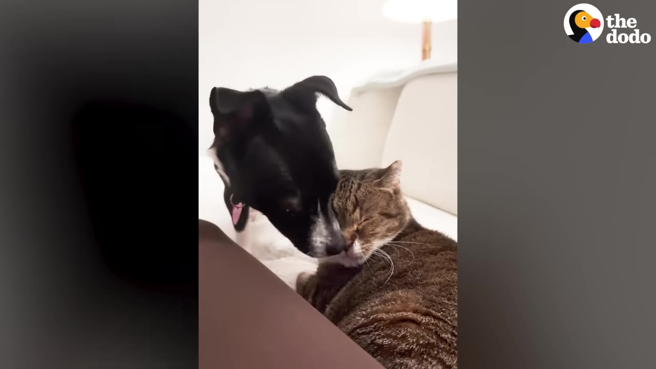 A black and white dog gently nuzzles a tabby cat resting on a couch.