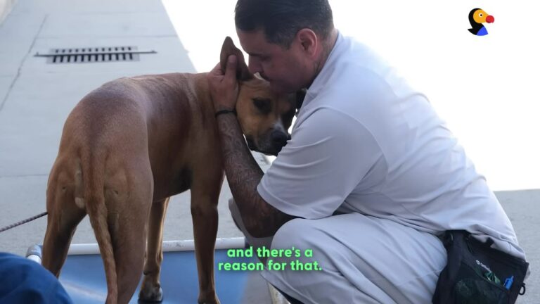 California Dog Struggled With Deep Fears Until An Unlikely Group Of Men Helped Her Heal