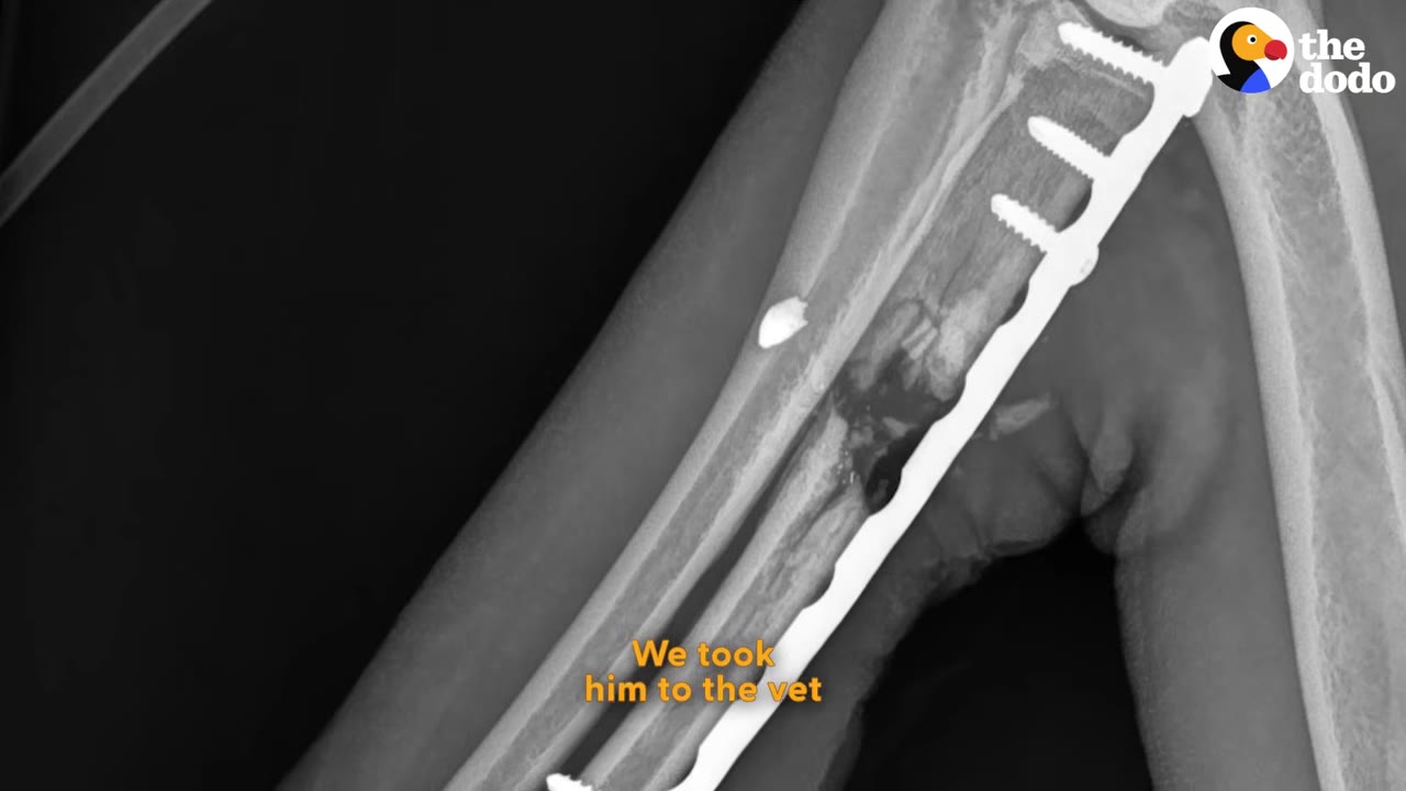 An X-ray of a dog's leg bone showing a surgical metal plate and screws holding the bone together.