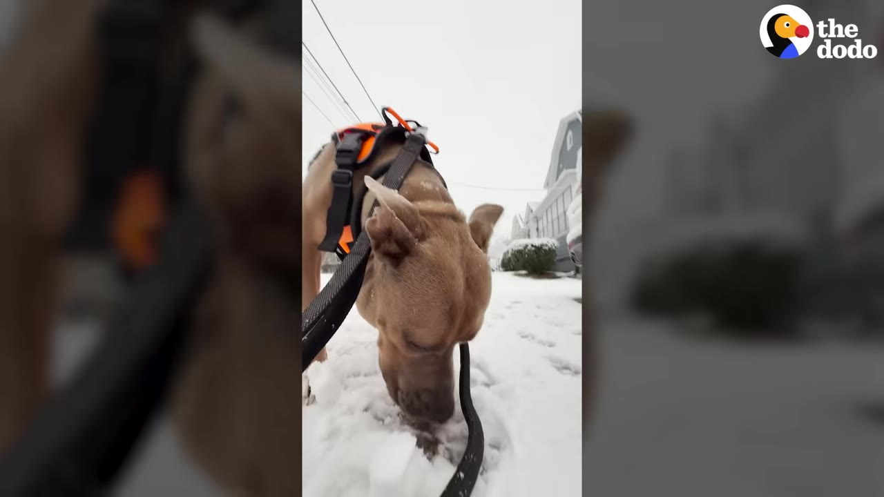 A brown dog wearing an orange harness sniffs the snow on a sidewalk.