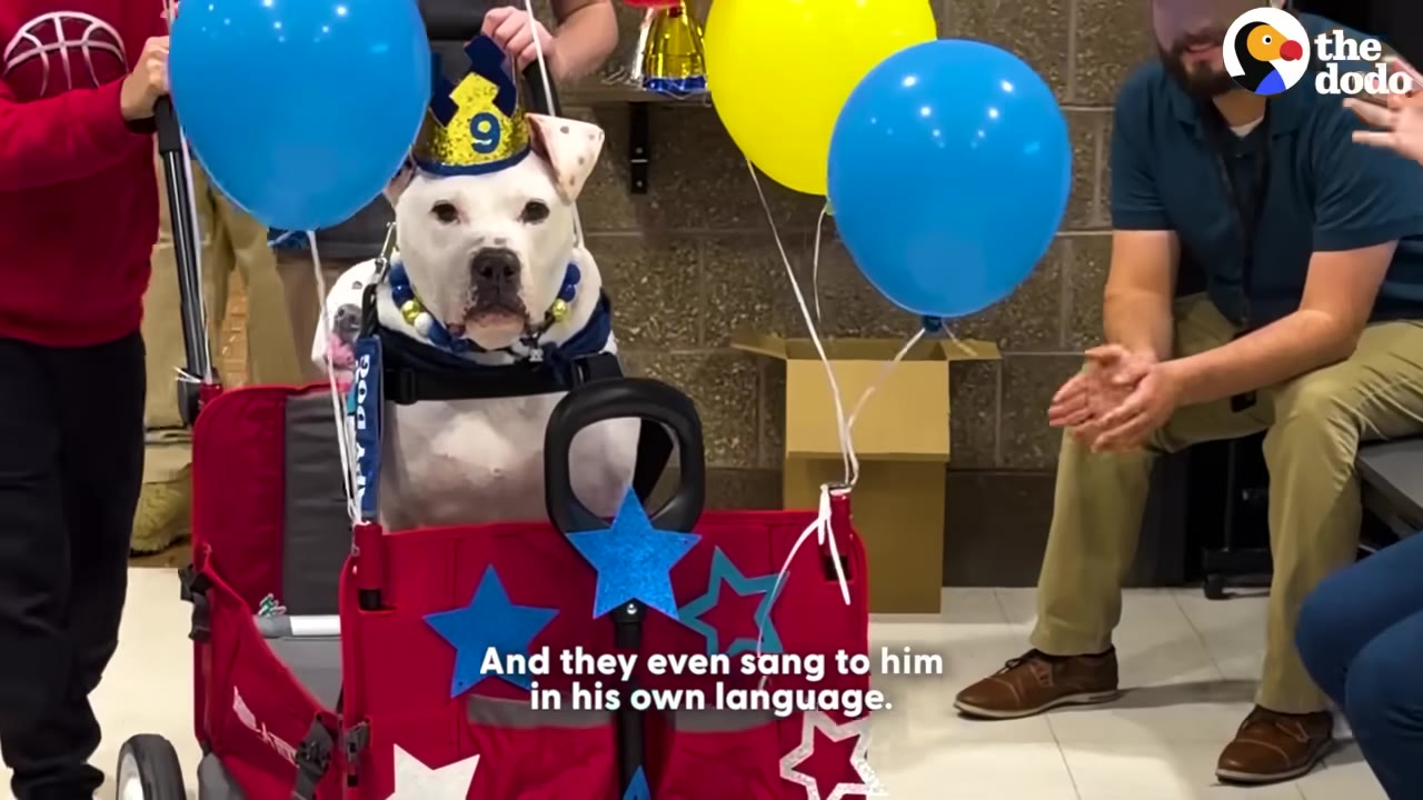 A white dog named Cole wearing a blue and yellow birthday hat with the number 9 sits in a decorated red wagon with blue and yellow balloons, while people clap around him.