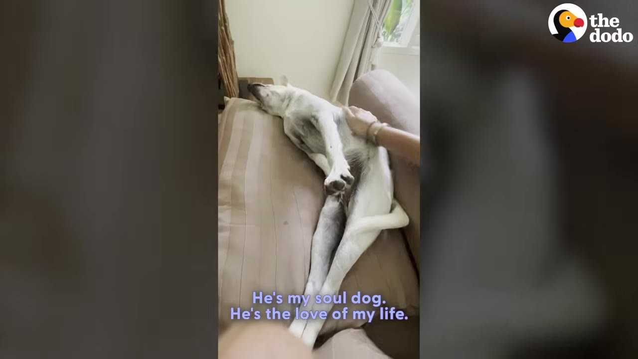 A light-colored dog lies on its back on a brown couch, receiving gentle pets on its belly from a person's hand.