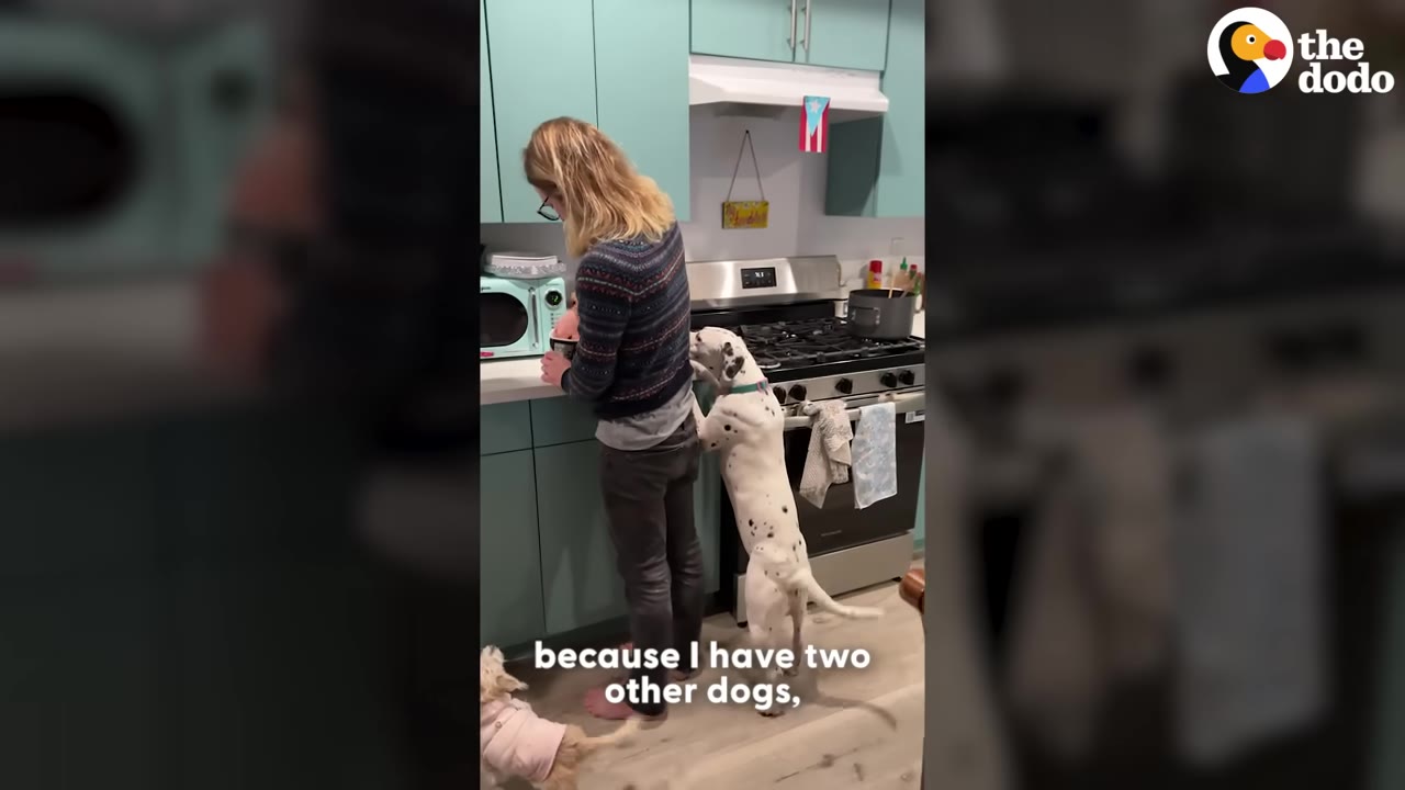 A woman stands in a kitchen with light blue cabinets while a spotted dog stands on its hind legs leaning against her back, and another small dog is partially visible on the floor.