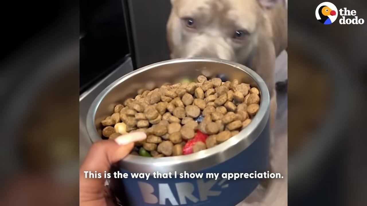 A close-up of a hand holding a blue dog bowl filled with kibble and fresh food, with a tan pit bull looking on in the background.