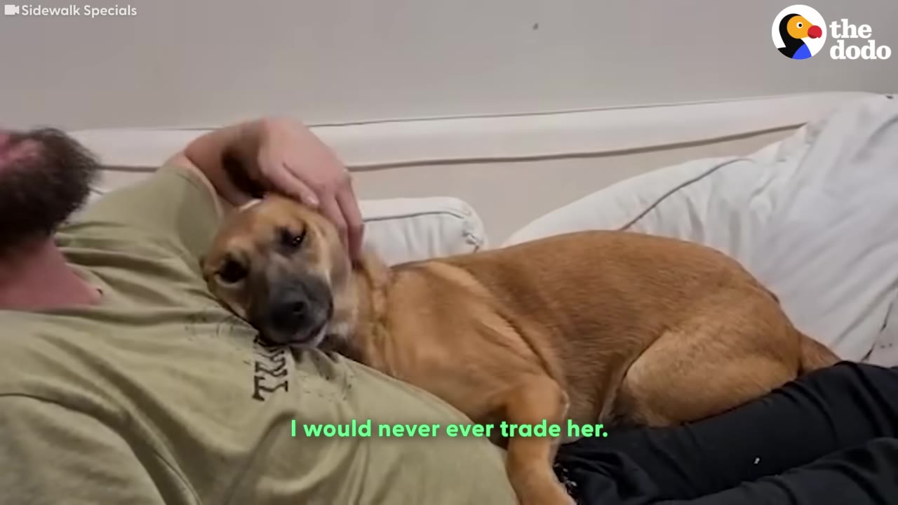 A tan dog lies comfortably on a man's chest while he gently pets her head on a couch.