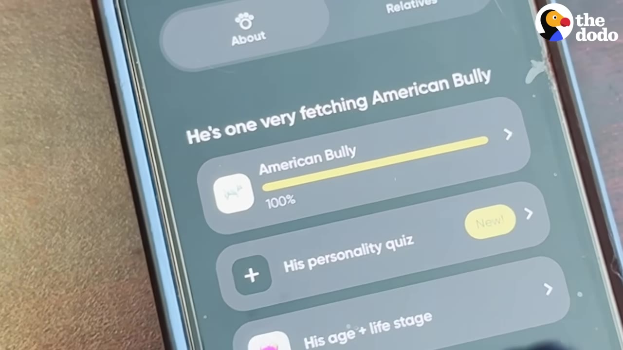A close-up of a smartphone screen displaying DNA results that read 'He's one very fetching American Bully' and 'American Bully 100%'.
