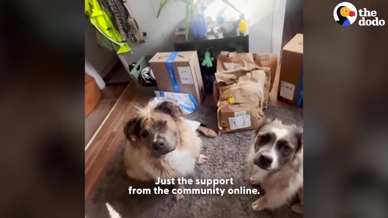 Two fluffy dogs sitting on a rug in front of several cardboard boxes and packages, with text on screen reading 'Just the support from the community online.'