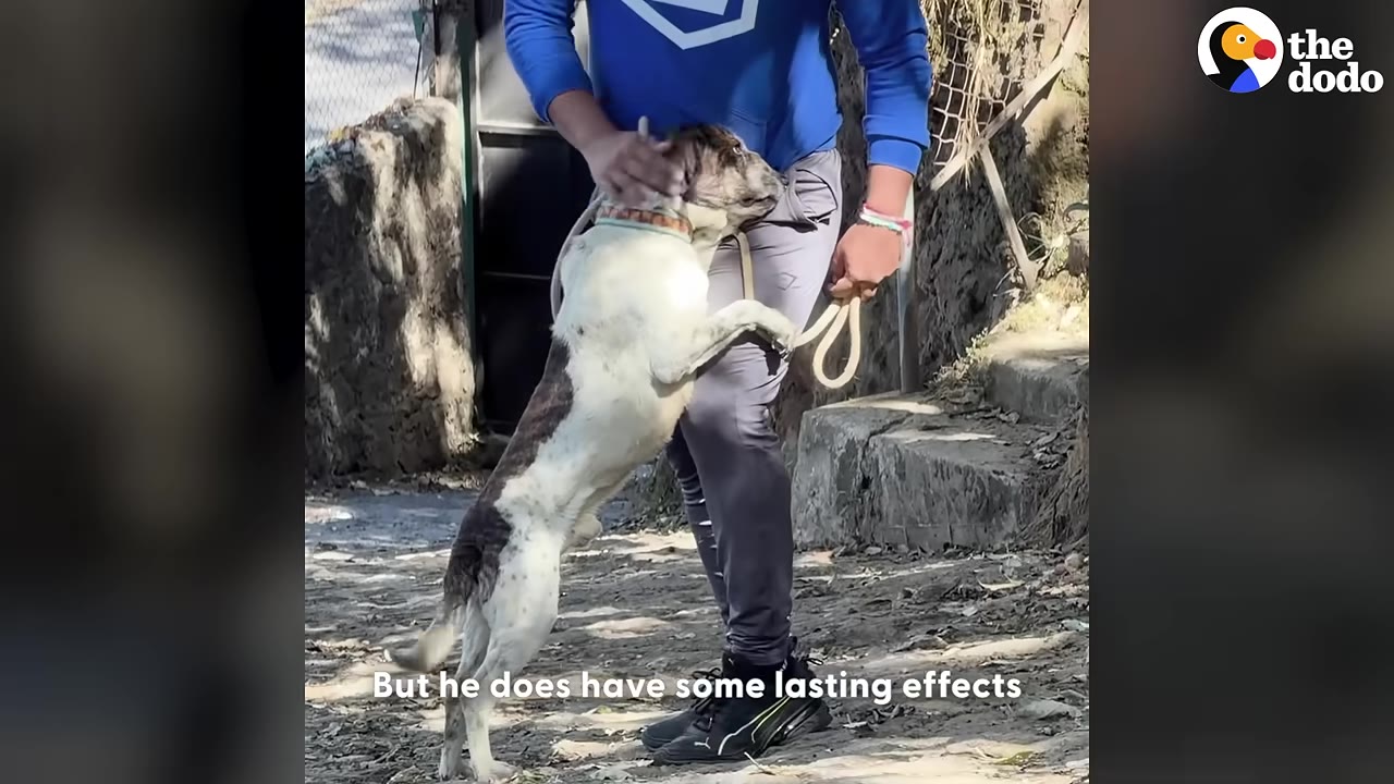 A medium-sized white and brown dog stands on its hind legs, leaning against the legs of a person wearing a blue sweatshirt and grey pants.