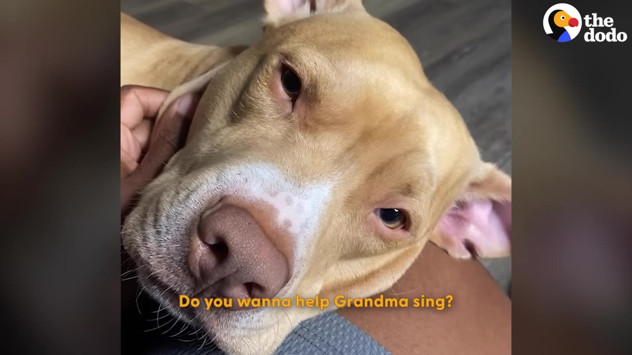 A close-up of a light brown dog with a white patch on its snout being gently petted on the head, with a subtitle that reads 'Do you wanna help Grandma sing?'