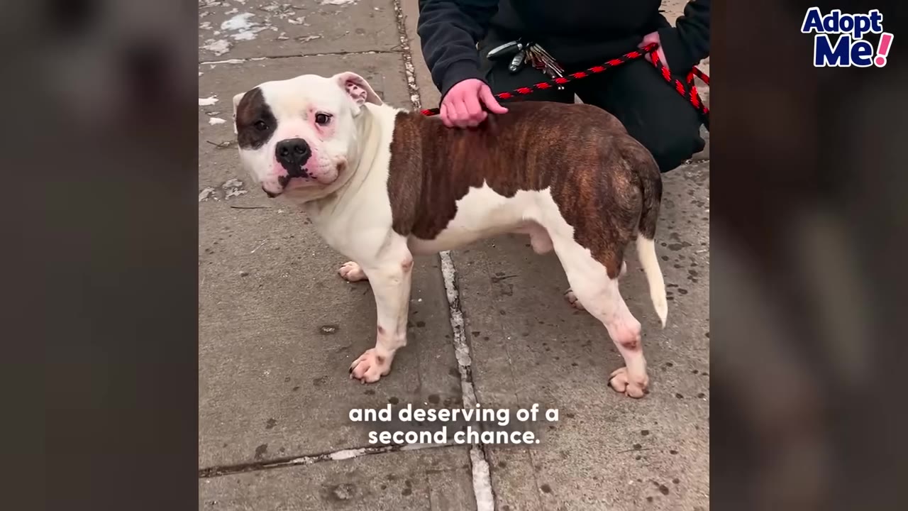 A white and brown brindle dog named Franklin stands on a sidewalk while being gently petted on his back by a person holding a red leash.