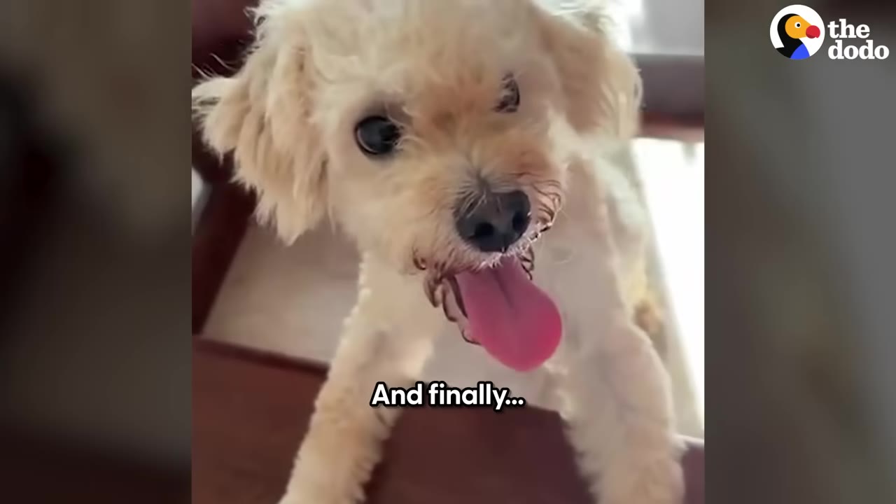A fluffy, light-colored small dog with its tongue sticking out happily, looking directly at the camera.
