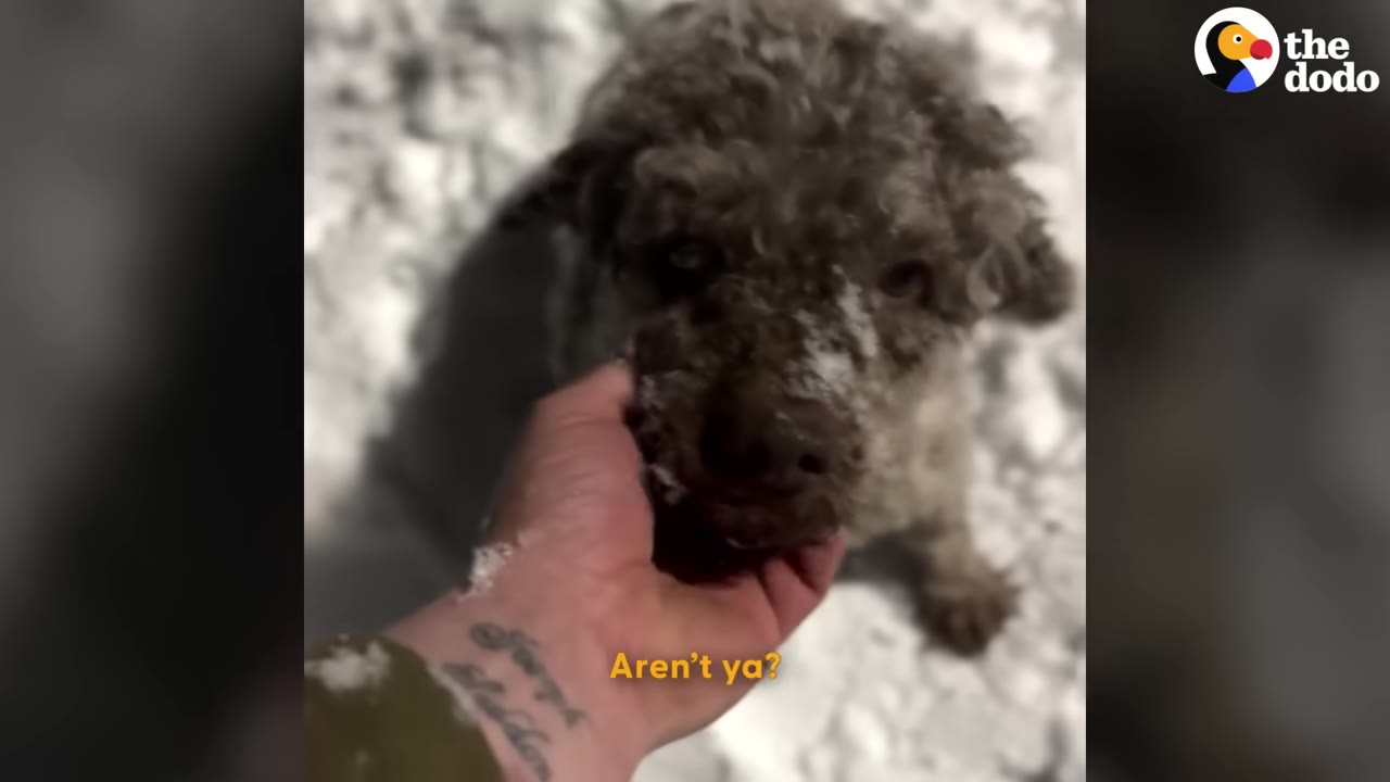 A close-up of a small, curly-haired brown dog with snow on its face looking up as a person's hand gently scratches its chin.