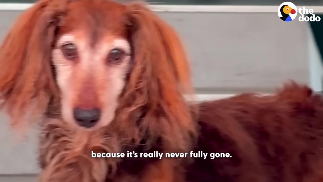 A close-up of a long-haired dachshund looking directly into the camera with a gentle, soulful expression.