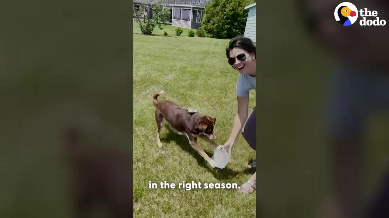 A woman wearing sunglasses smiles as she hands a block of ice frozen in a plastic container to a brown dog on a grassy lawn.
