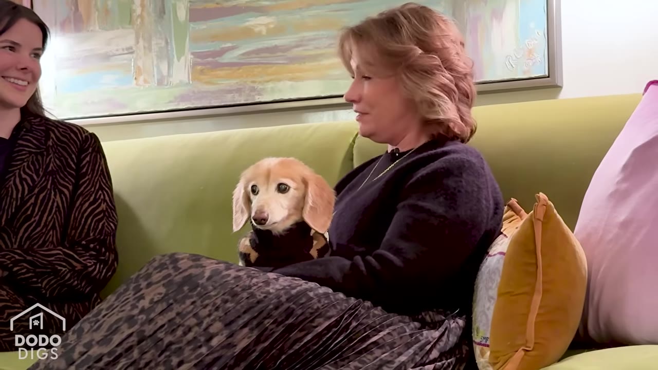 A close-up of a small, light-brown dachshund wearing a sweater, sitting on a woman's lap on a green couch next to another woman.