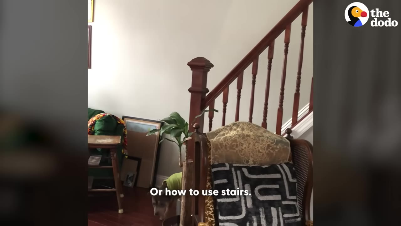 A small brown dog wearing a green shirt stands at the bottom of a wooden staircase in a living room.