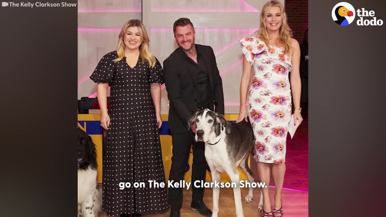 A Great Dane stands on a television studio stage next to a man in a black suit, Kelly Clarkson in a black polka dot dress, and another woman in a floral dress.