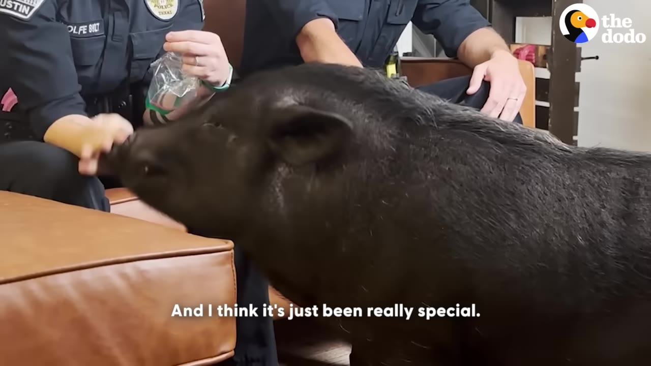A black pig named Carlton interacting with Austin Police Department officers sitting on a couch.