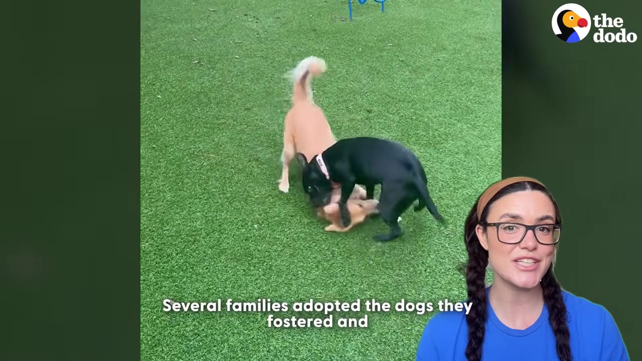 A black dog and a light brown dog play together on a green lawn, next to a presenter in a blue shirt.