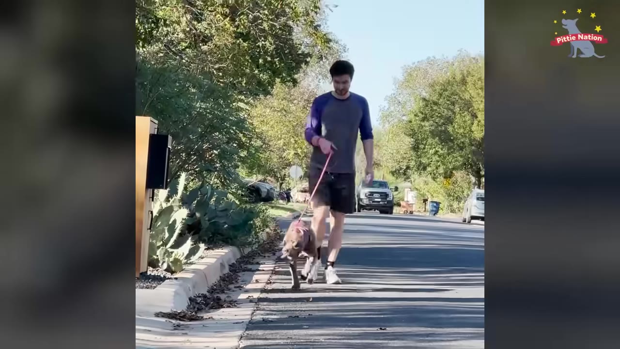 A man walking a brown pit bull on a pink leash down a sunny residential street.