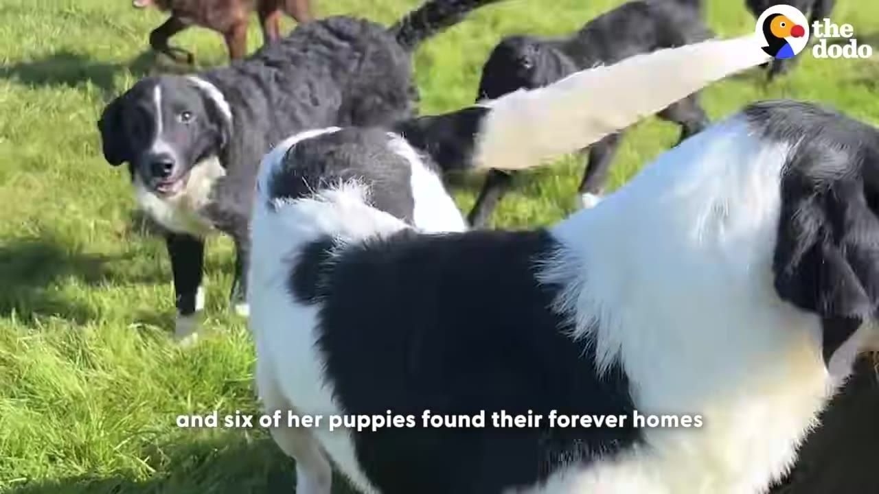 Several black and white dogs and puppies playing together in a sunny green grassy field.