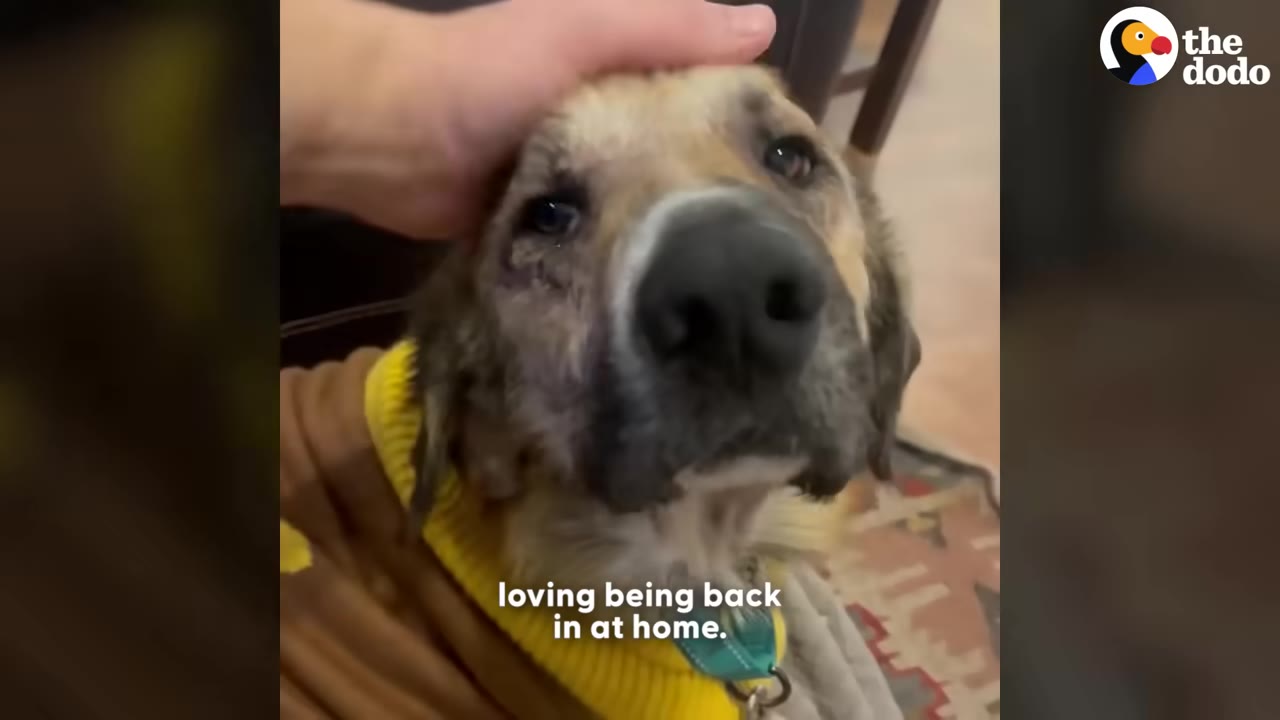 A close-up of a brown and black dog wearing a yellow sweater, looking up calmly as a person's hand gently pets its head.