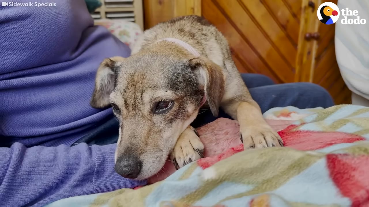 A small, light brown and grey dog resting its head peacefully on a person's lap covered with a colorful blanket.