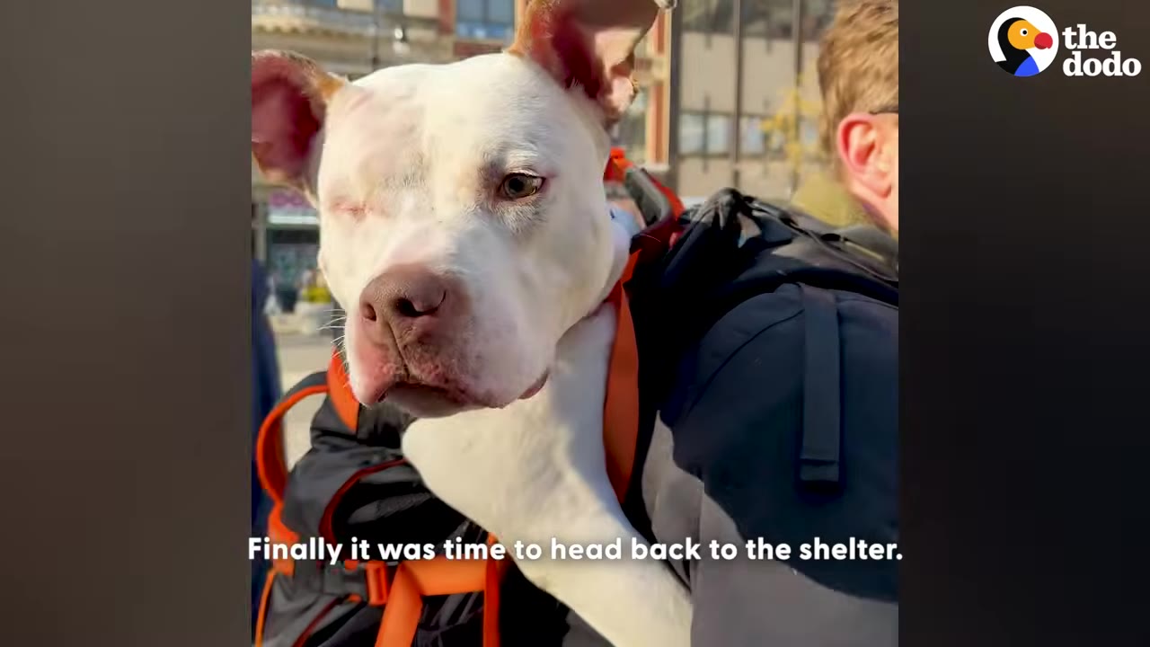 A close-up of a white dog with one eye being carried in a backpack on a person's back outdoors.