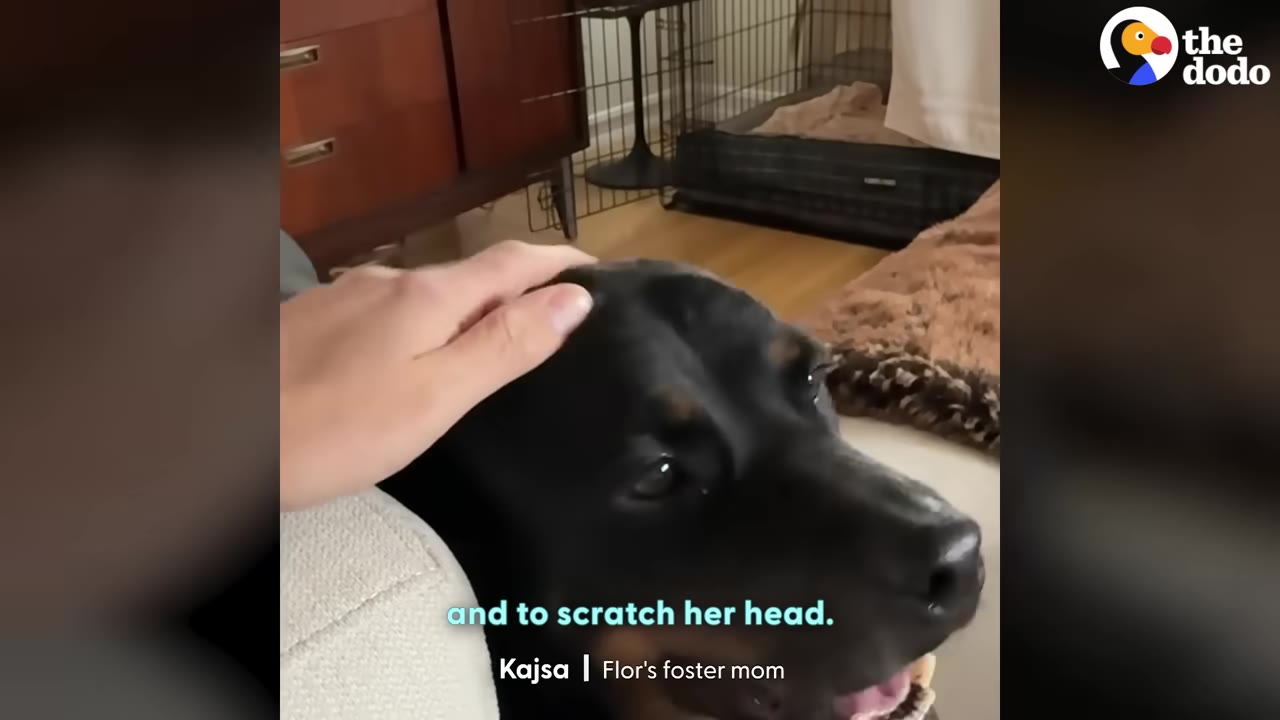 A close-up shot of a black dog receiving a gentle head scratch from a person's hand.