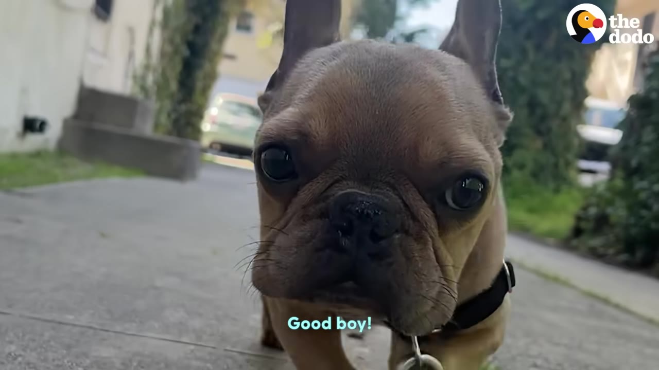 A close-up shot of a brown French bulldog looking directly into the camera while walking on a concrete sidewalk.