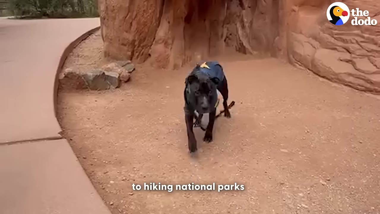 A black dog wearing a blue vest walks along a dirt path next to a red rock formation.