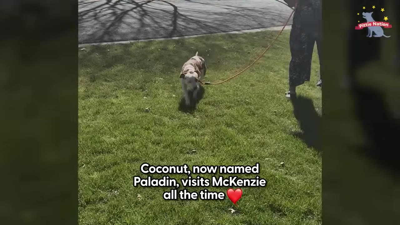 A brown and white dog on a leash walks across a green lawn on a sunny day.