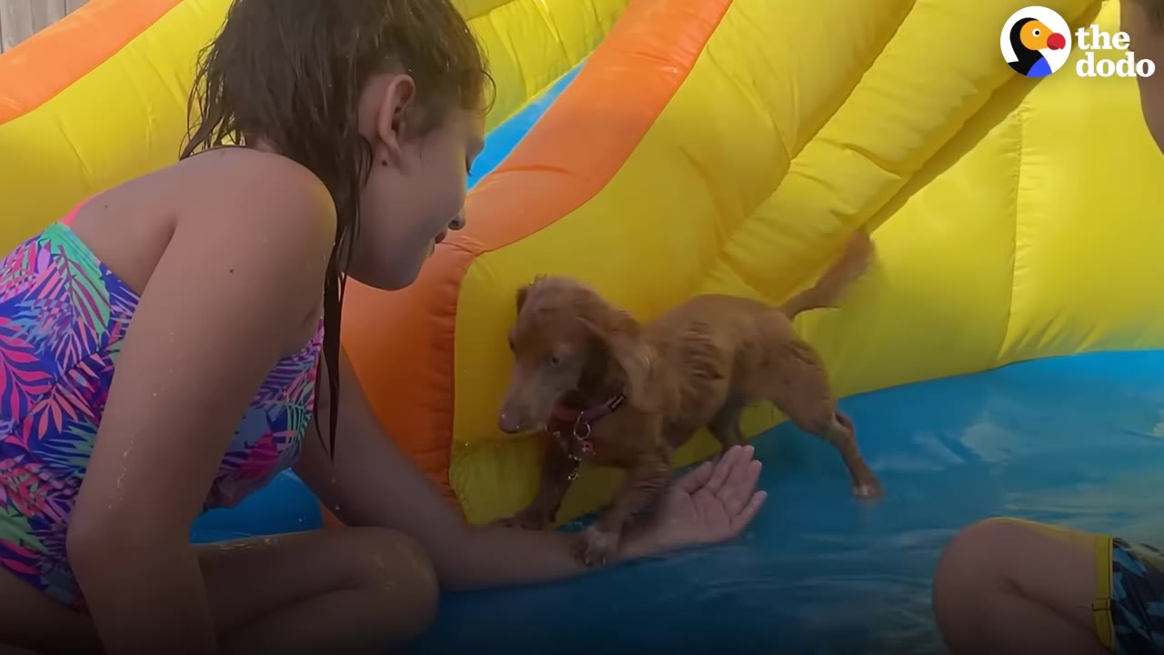 A young girl in a colorful swimsuit smiles at a small brown dachshund puppy as it steps onto her arm in an inflatable pool.
