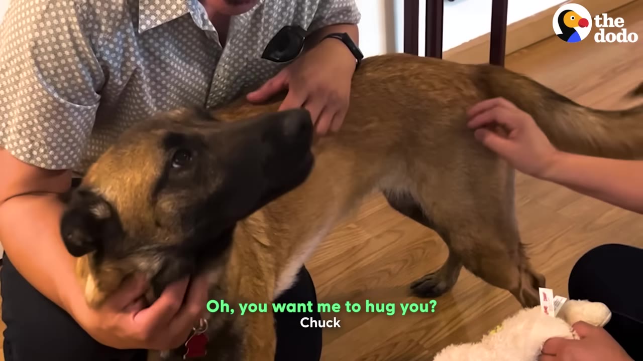 A tan and black dog looks up affectionately at a man who is petting her head, while another person's hand gently pets her back.