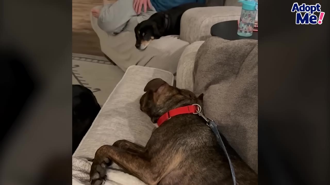 A brindle dog wearing a red collar lies on a grey couch, looking towards a black and tan dog resting on an adjacent couch.