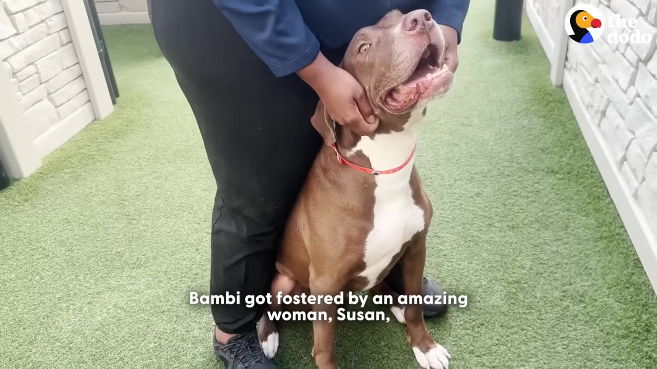 A brown and white dog sits happily on green turf, looking up with an open mouth while being held gently by a person.