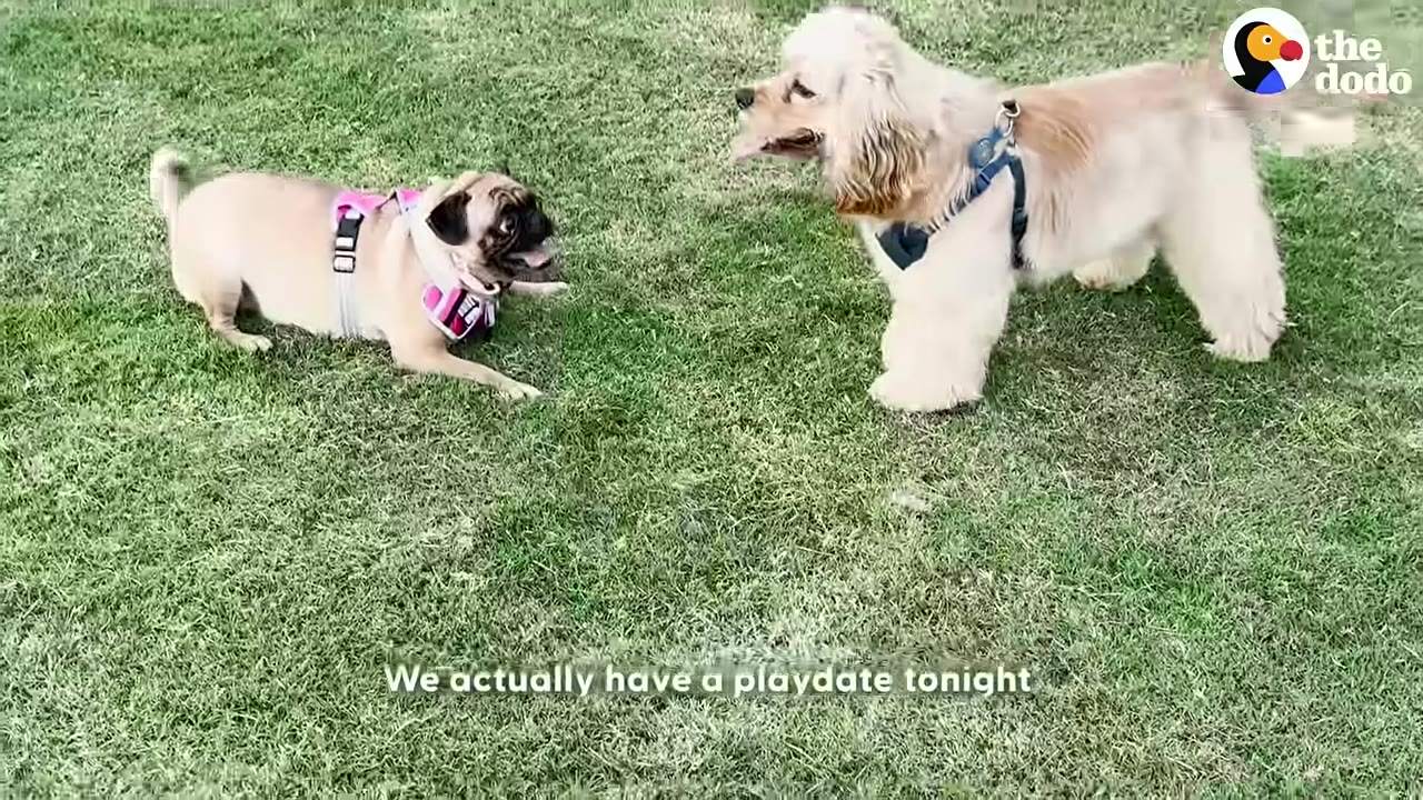 A fluffy light brown dog wearing a blue harness stands on a green lawn, facing a small pug wearing a pink harness.