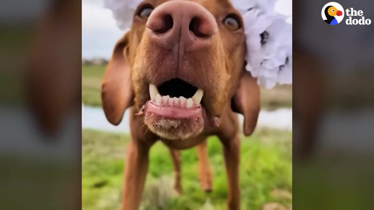 A close-up shot of a brown Vizsla dog wearing a white flower crown, looking directly into the camera with its mouth slightly open.