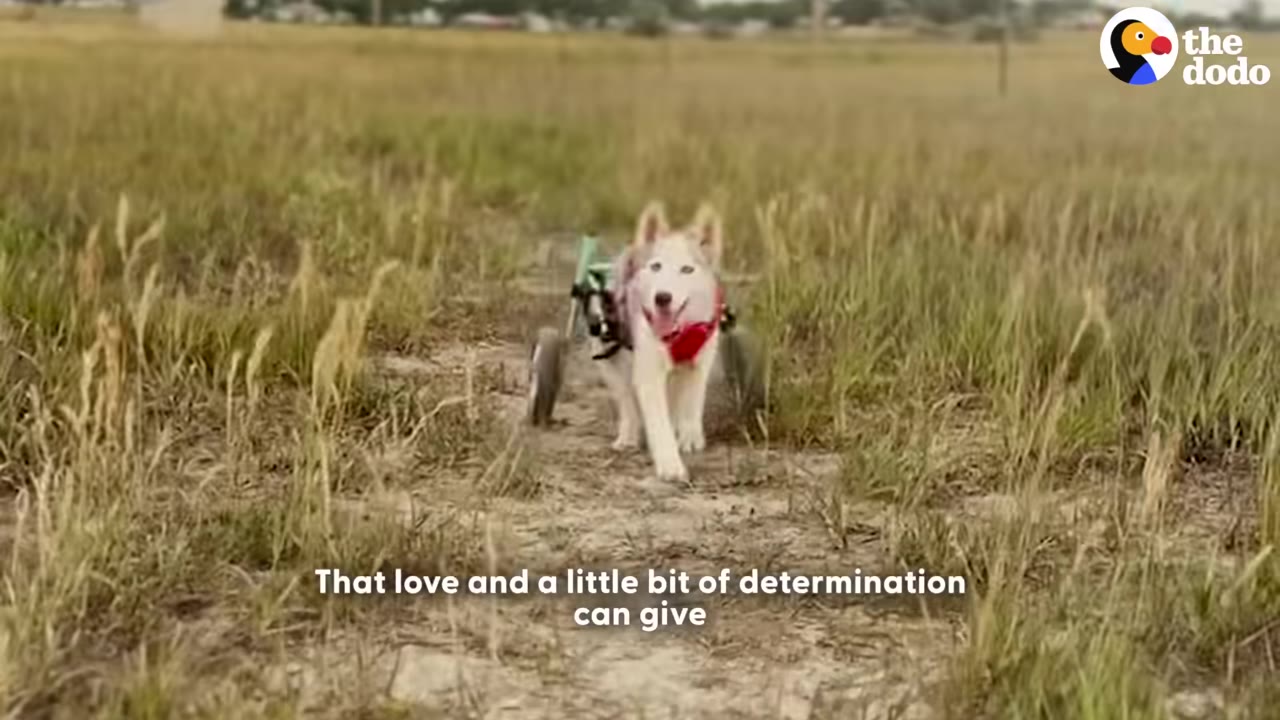 A husky dog using a canine wheelchair walks forward on a dirt path through a grassy field.