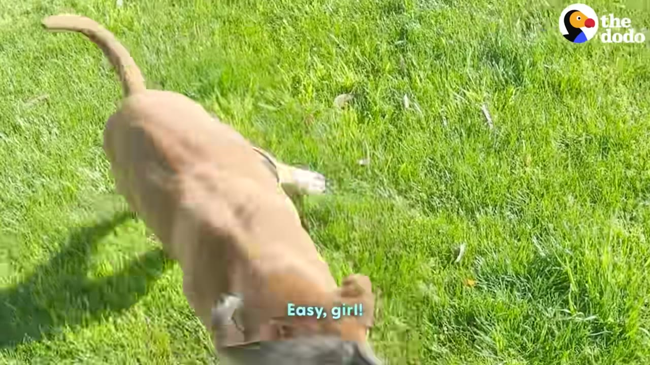 A tan dog running on a lush green lawn, viewed from a high angle.