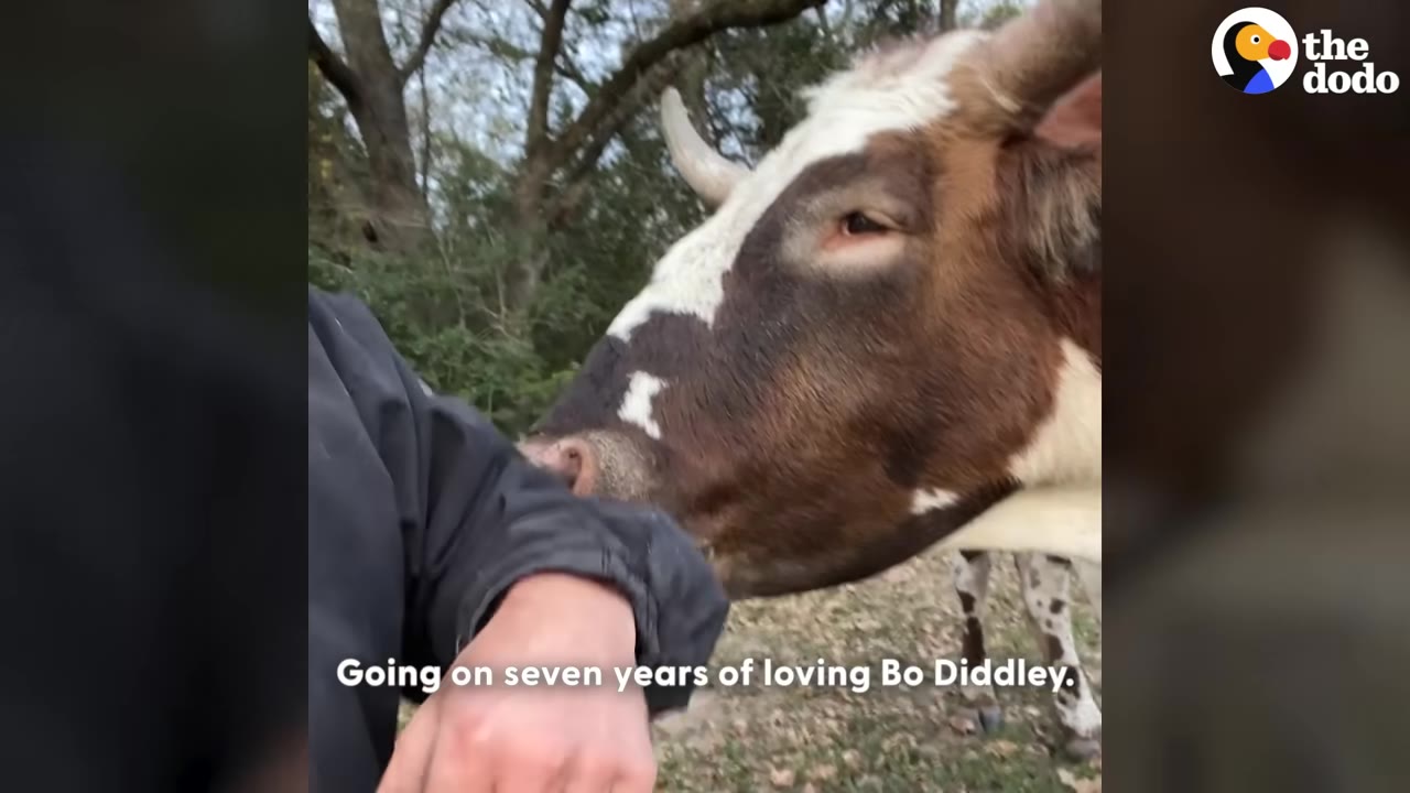 A close-up of a brown and white longhorn steer gently nuzzling a person's arm clad in a black jacket, with text overlay reading 'Going on seven years of loving Bo Diddley.'