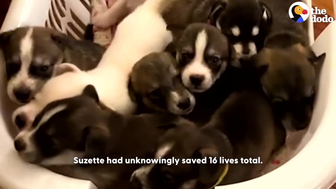 A pile of several small puppies huddled together in a white plastic basket, with text overlay reading 'Suzette had unknowingly saved 16 lives total.'